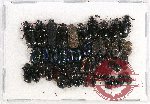 Scientific lot no. 177 Tenebrionidae (50 pcs)