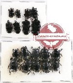 Scientific lot no. 72 Histeridae (18 pcs)