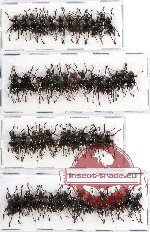 Scientific lot no. 336 Curculionidae (56 pcs A-, A2)