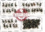 Scientific lot no. 297 Curculionidae (65 pcs)