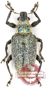 Curculionidae sp. 93
