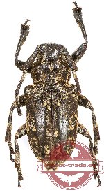 Lamiinae sp. 33