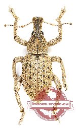 Curculionidae sp. 81 (A2)