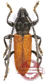 Lachnopterus auripennis