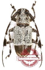 Cacia (Corethrophora) sp. 1