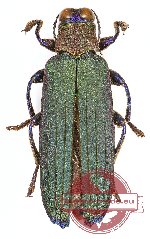 Demochroa sp. 2