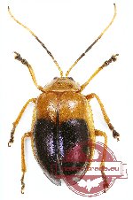 Chrysomelidae sp. 59