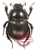 Phelotrupes (Phelotrupes) imurai