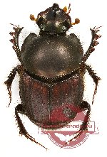 Onthophagus sp. 17A