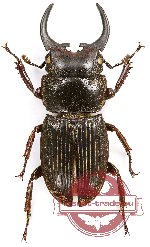 Aegus insipidus