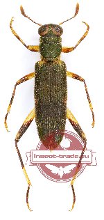 Omadius sp. 15