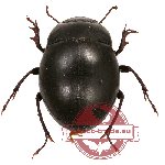 Tenebrionidae sp. 57