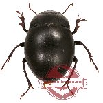 Tenebrionidae sp. 57 (A2)