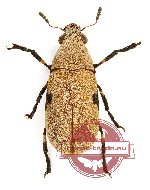 Anthribidae sp. 24A