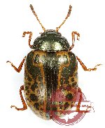 Chrysomelidae sp. 58