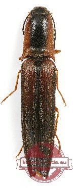 Elateridae sp. 29