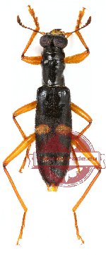 Omadius sp. 2