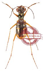 Thopeutica (Pseudotherates) punctipennis