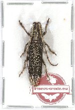 Aegoprepes cylindricus