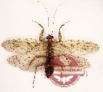 Mantidae sp. 1