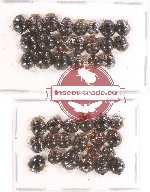 Scientific lot no. 375 Heteroptera (Pentatomidae) (41 pcs)