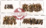 Scientific lot no. 164 Hymenoptera (30 pcs)