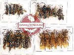 Scientific lot no. 162 Hymenoptera (20 pcs A, A-, A2)