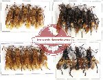 Scientific lot no. 226 Hymenoptera (18 pcs A, A-, A2)