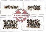 Scientific lot no. 217 Hymenoptera (60 pcs)