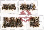 Scientific lot no. 163 Hymenoptera (40 pcs - 10 pcs A2)