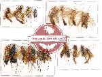 Scientific lot no. 232 Hymenoptera (Braconidae) (21 pcs)