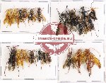 Scientific lot no. 183 Hymenoptera (23 pcs)