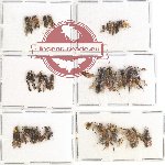 Scientific lot no. 157 Hymenoptera (32 pcs)