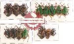 Scientific lot no. 447 Heteroptera (15 pcs A, A-, A2)