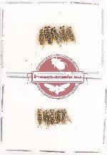 Scientific lot no. 384 Heteroptera (10 pcs)