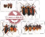 Scientific lot no. 373 Heteroptera (15 pcs - 3 pcs A2)