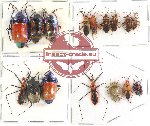 Scientific lot no. 419 Heteroptera (19 pcs - 3 pcs A2)