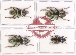 Scientific lot no. 75 Cerambycidae (Tmesisternus spp.) (4 pcs A, A-, A2)