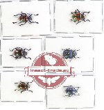 Scientific lot no. 231 Chrysomelidae (6 pcs - 2 pcs A2)