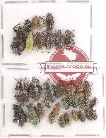 Scientific lot no. 351 Curculionidae (34 pcs)