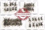 Scientific lot no. 302 Curculionidae (50 pcs A-, A2)