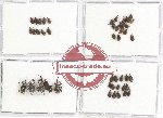 Scientific lot no. 359 Curculionidae (45 pcs)