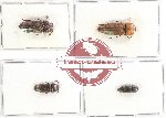 Scientific lot no. 56 Eucnemidae (4 pcs)