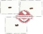Colydidae Scientific lot no. 10 (6 pcs)