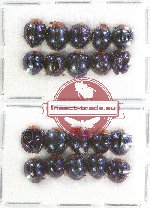 Scientific lot no. 66A Coccinelidae (20 pcs)