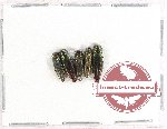 Scientific lot no. 61 Buprestidae (Agrilus) (5 pcs)