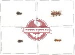 Scientific lot no. 60 Cleridae (4 pcs - 1 pc A2)