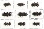 Scientific lot no. 64 Passalidae (9 pcs A, A-, A2)