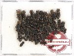 Scientific lot no. 388B Coprophaga (Rhyparus spp.) (49 pcs)