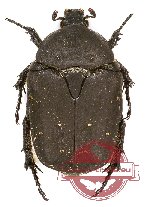 Protaetia (Potosia) morio heyrovskyi